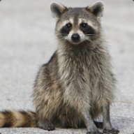 xRaccoon