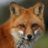 Fox2